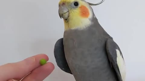 Cocktail bird sings and eats peas