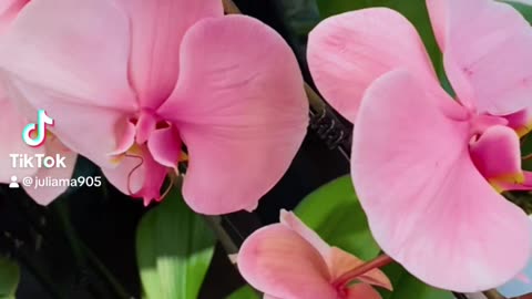 Pink Orchids #Nature #Flower