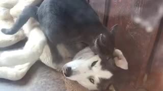 husky and cat fight