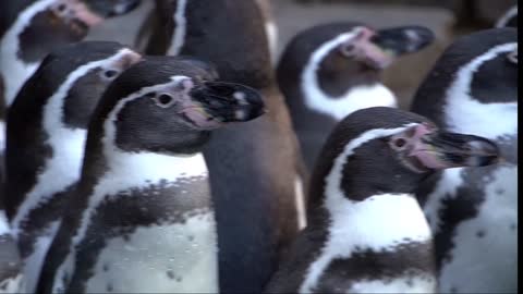 Penguins - 6641penguins ed sheeran guitar penguins extinct