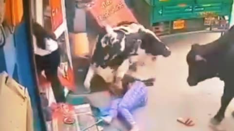 TERRORIFIC! OUT OF CONTROL COWS CRASH INTO PEOPLE🤯🤯🤯🤯🤯