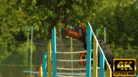 Dog Jump in Slow Motion