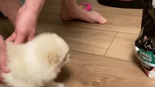 Impatient Pomeranian is Anxious for Eats