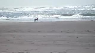 5-13-2011 Freddy At The Beach