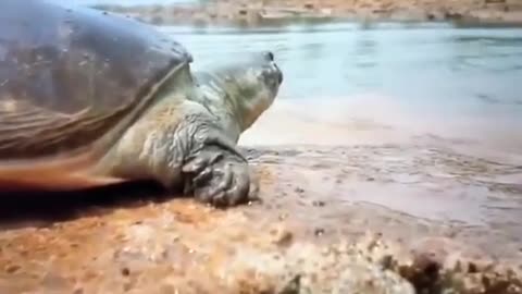 Turtle saving Life of a Fish
