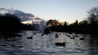 Ducks Swim In Fountain Lake After Sundown