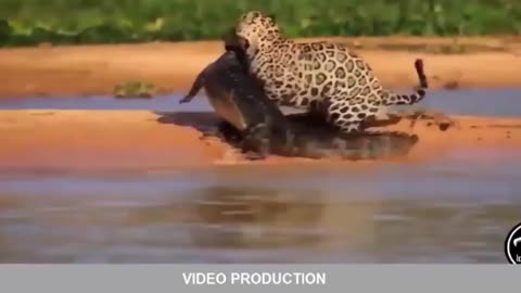 Lioness attacks crocodile