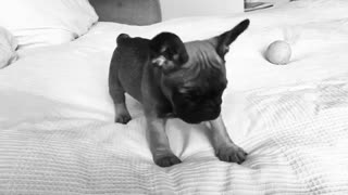 French Bulldog puppy plays on the bed