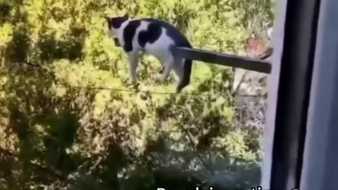 Funniest cats in the world 😀😀 funny and fails pet video