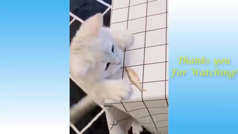 Watch the amazing Cute Cat's entertaining videos found from pest garden