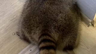 Huge Raccoon Wants to Hold Hands