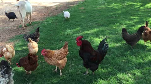 فراخ وديك فى منتهى الجمال Chicks and rooster are very beautiful