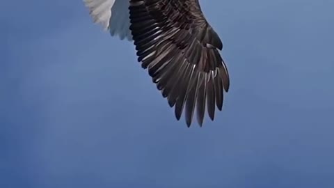 The eagle spread its wings to soar, how envious of this carefree life ah