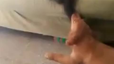 My cat and dog fight, How do I stop it