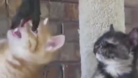 video and clips of cats dogs playing