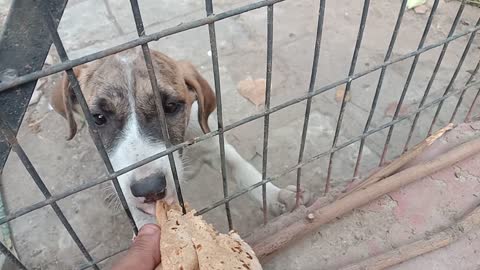 Indian village dog eating video