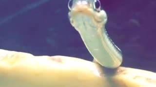 Snake stares sticks out tongue