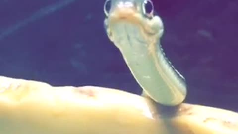 Snake stares sticks out tongue