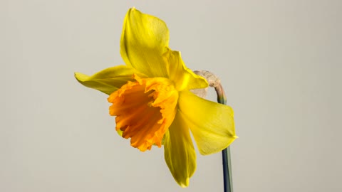 Daffodil Flower Time-lapse