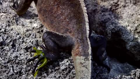 How Marine Iguanas are Surviving Climate Change | BBC Earth