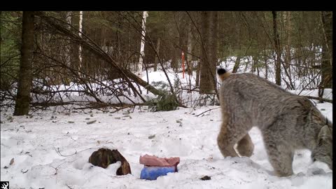 Lynx in my Backyard - Whiteshell