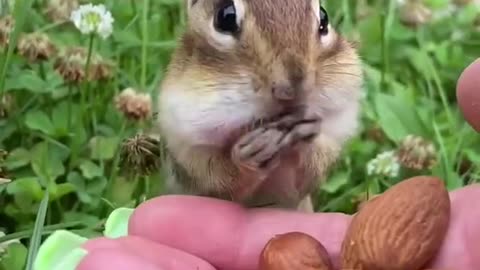 Squirrel Pet cute 🐿️