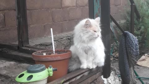 Cat on the porch