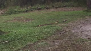 Osceola Turkey