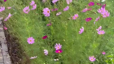 The flowers beside the road make people happy