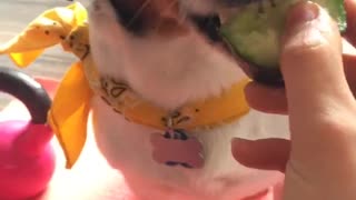 Dog with yellow bandana eating cucumber