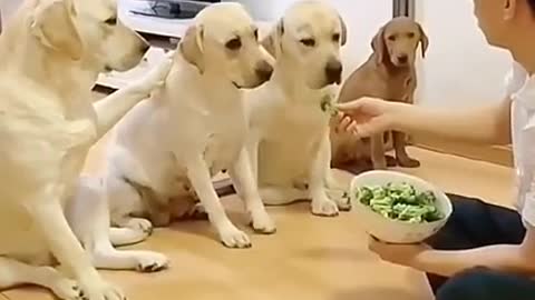 Funny dog video lovely dogs