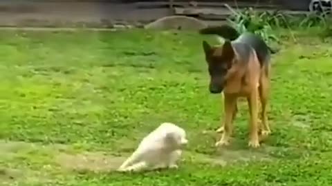 Funny Cat And Dog