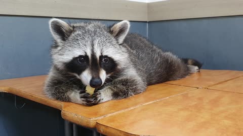 Raccoon wakes up from his sleep and eats snacks with his brother.