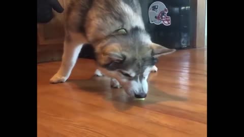 Husky Puppies Funny Compilation 2021: