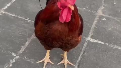 Rooster Royale: Watch the Majestic Giant Strut Its Irresistible Moves!