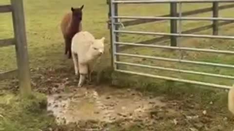 Alpacas Adorably Try to Jump Over Puddle