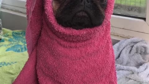 Pug puppy stays warm and dry after bath time
