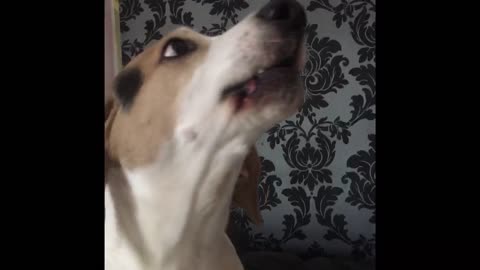 A day in the life of an extremely vocal hound