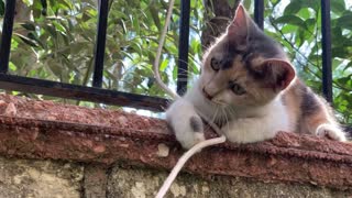 Cat Playing with Rope