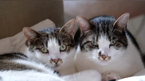 Cute black & white cat's watching you 🤣