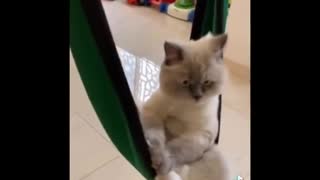 Funniest Cats 😹 - Don't try to hold back Laughter 😂 - Funny Cats Life (25)