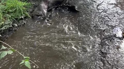 Chocolate Lab Goes Mud Snorkeling