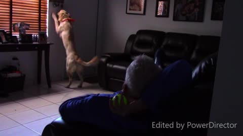 NEW! positive Dog Traning Instructional video