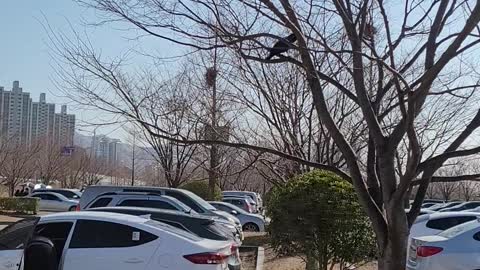 A crow like talking on a tree.