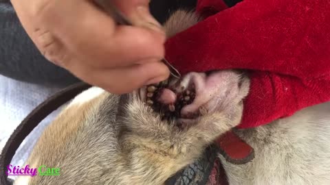Removing All Ticks From Dog - Dog Ticks Removing Clip - Ticks Removal Videos EP 16