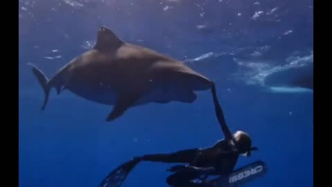 Wow an encounter with a shark 🦈