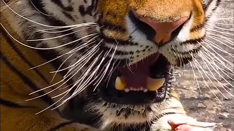 🥰❤️🔥#tiger #foryou #animal