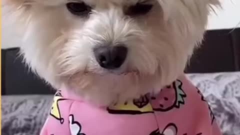 Top Funny Cute Dog Videos and TIKTOK Compilation #short 2022.