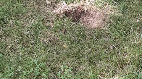 Ground Wasps Taken Over Chipmunk Hole