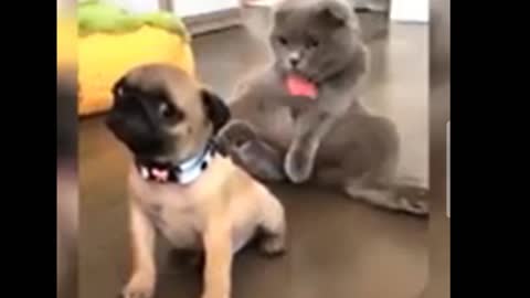 Funny dog and cate